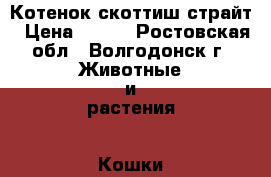 Котенок скоттиш страйт › Цена ­ 100 - Ростовская обл., Волгодонск г. Животные и растения » Кошки   . Ростовская обл.,Волгодонск г.